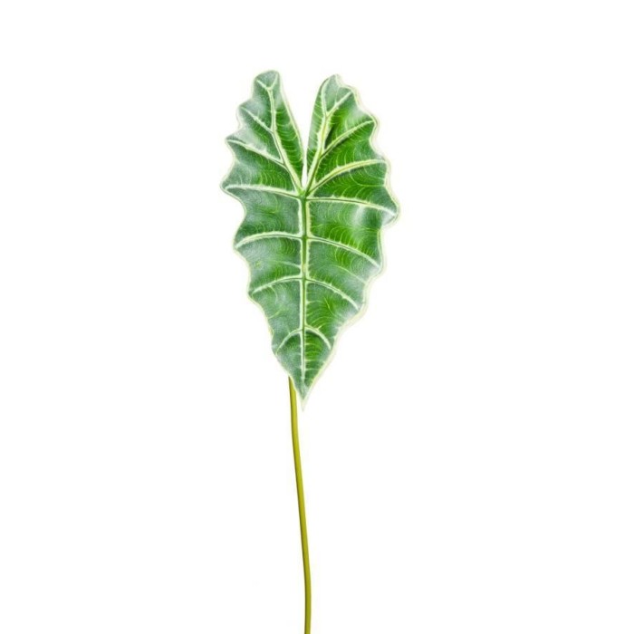 FOGLIA CALADIUM ORTHOLANUM OUT